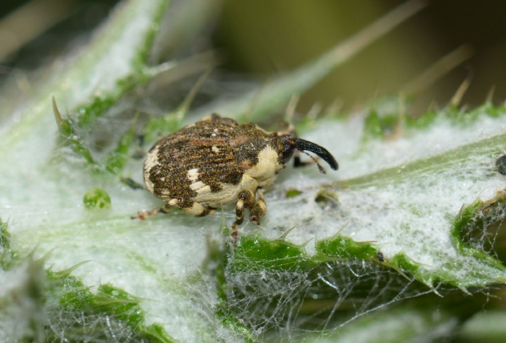 Hadroplontus trimaculatus ?  S !